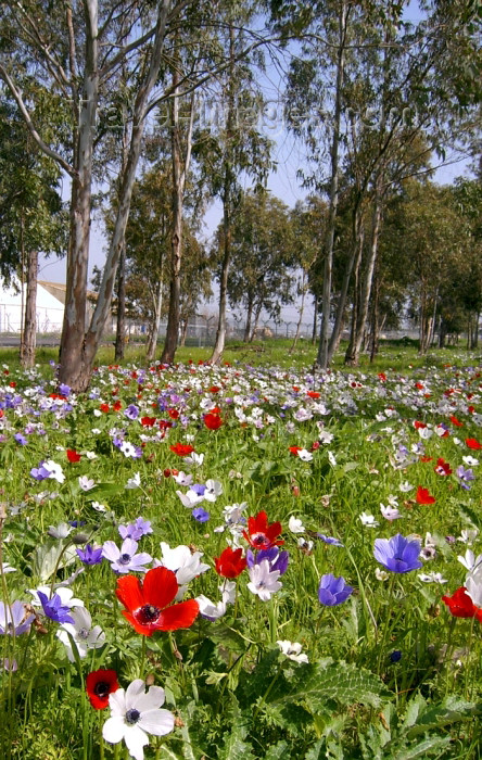 israel266: Israel - Megido, North District: flower carpet next to Megido airdrome - photo by E.Keren - (c) Travel-Images.com - Stock Photography agency - Image Bank