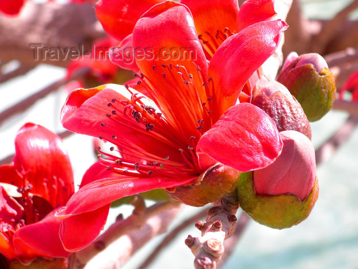 israel379: Tel Aviv, Israel: red flowers at Rabin square - photo by E.Keren - (c) Travel-Images.com - Stock Photography agency - Image Bank