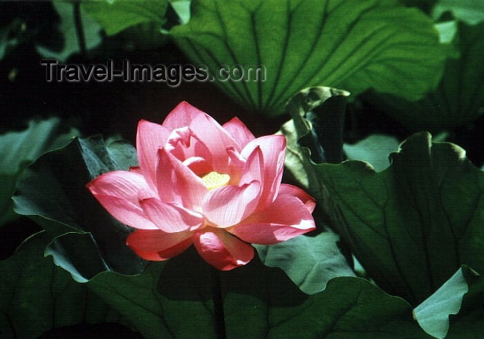 japan15: Japan - Tokyo: Lotus flower at Ueno park - photo by W.Schipper - (c) Travel-Images.com - Stock Photography agency - Image Bank