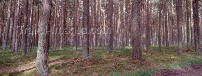 kaliningrad16: Courland spit, Kaliningrad Oblast, Russia: forest on near Moskoje / Pillkoppen - photo by A.Harries - (c) Travel-Images.com - Stock Photography agency - Image Bank