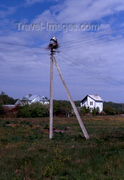 kaliningrad4: Courland spit, Kaliningrad Oblast, Russia: stork nest on a telephone pole - photo by A.Harries - (c) Travel-Images.com - Stock Photography agency - Image Bank
