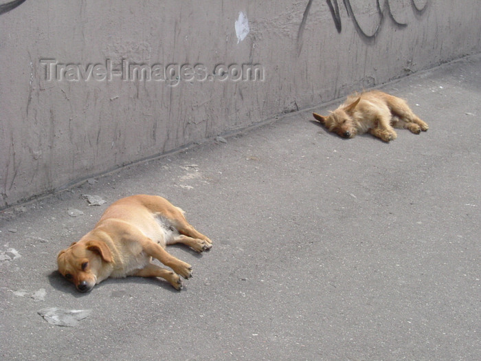 kaliningrad8: Kaliningrad / Königsberg, Russia: stray dogs bask in the sun / streunende Hunde in der Sonne - photo by P.Alanko - (c) Travel-Images.com - Stock Photography agency - Image Bank