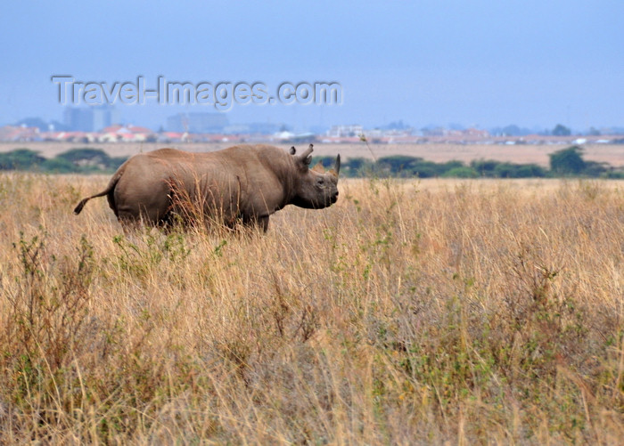 kenya145: Nairobi NP, Kenya: Black Rhinoceros - Diceros bicornis - photo by M.Torres - (c) Travel-Images.com - Stock Photography agency - Image Bank