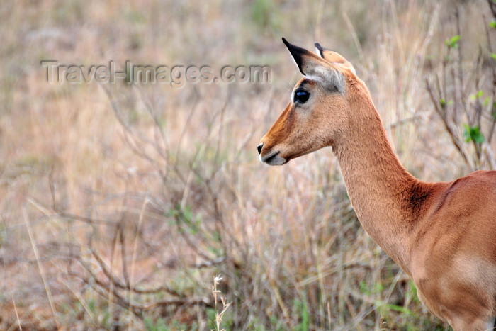 kenya147: Nairobi NP, Kenya: impala - Aepyceros melampus - photo by M.Torres - (c) Travel-Images.com - Stock Photography agency - Image Bank