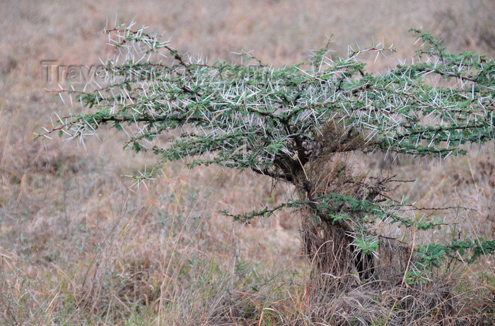 kenya148: Nairobi NP, Kenya: thorn tree in the grass plain - the Athi-Kapiti ecosystem - photo by M.Torres - (c) Travel-Images.com - Stock Photography agency - Image Bank