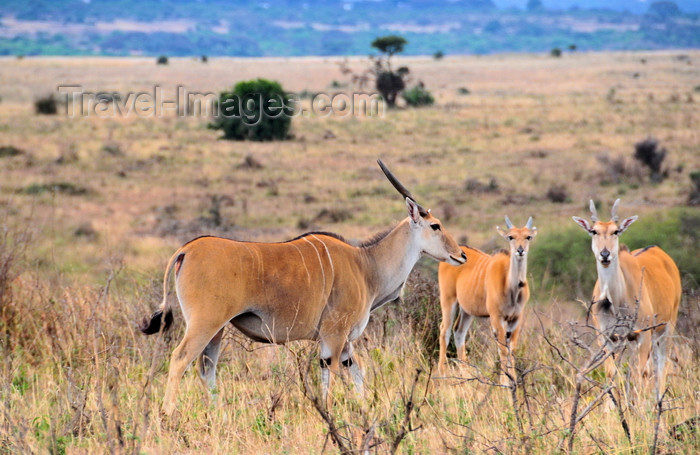kenya149: Nairobi NP, Kenya: common eland - Taurotragus oryx - ram with two females - photo by M.Torres - (c) Travel-Images.com - Stock Photography agency - Image Bank