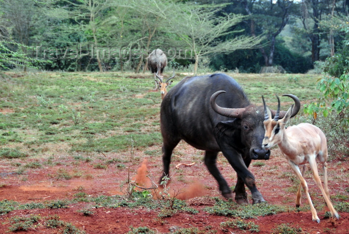 kenya152: Nairobi Safari Walk, Langata, Kenya: African Buffalo or Cape Buffalo - Syncerus caffer chases Thomson's Gazelle - photo by M.Torres - (c) Travel-Images.com - Stock Photography agency - Image Bank