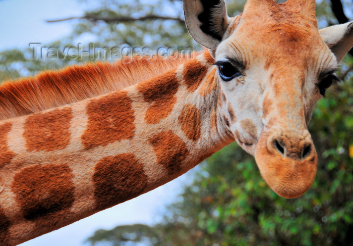 kenya156: Langata, Nairobi, Kenya: close up of Rothschild Giraffe - Langata Giraffe Centre - photo by M.Torres - (c) Travel-Images.com - Stock Photography agency - Image Bank