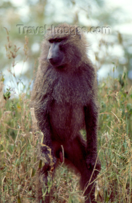 kenya37: Kenya - Lake Nakuro National Park: olive baboon - genus Papio - papio cynocephalus Dutch name: olijfbaviaan English name: olive-baboon (photo by F.Rigaud) - (c) Travel-Images.com - Stock Photography agency - Image Bank