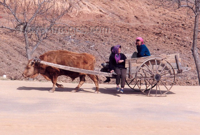 korean89: North Korea / DPRK - Chongju province: an up hill struggle - cart (photo by Miguel Torres) - (c) Travel-Images.com - Stock Photography agency - Image Bank