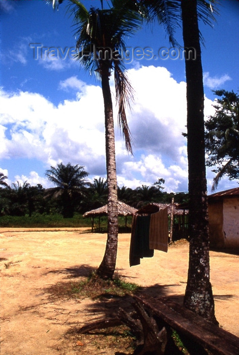 liberia32: Grand Bassa County, Liberia, West Africa: village and palms - photo by M.Sturges - (c) Travel-Images.com - Stock Photography agency - Image Bank