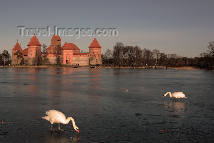 lithuania216: Trakai, Lithuania: Trakai Island Castle - swans on the ice - photo by A.Dnieprowsky - (c) Travel-Images.com - Stock Photography agency - Image Bank
