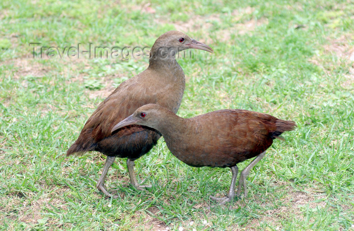 lord-howe6: Lord Howe island: Lord Howe Woodhens M/F, Gallirallus sylvestris - photo by R.Eime - (c) Travel-Images.com - Stock Photography agency - Image Bank