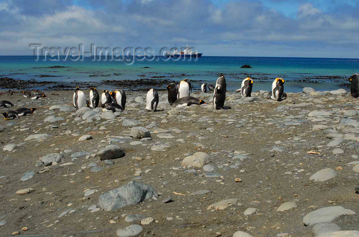 macquarie3: Macquarie island - UNESCO World Heritage Site: King Penguins at Sandy Bay, Sarsen anchored behind - Southern Ocean - photo by Eric Philips / Icetrek - (c) Travel-Images.com - Stock Photography agency - Image Bank