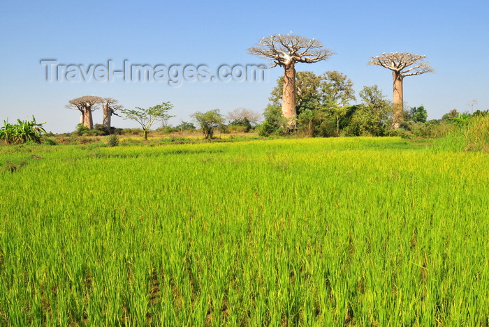 madagascar237: West coast road between Morondava and Alley of the Baobabs, Toliara Province, Madagascar: rice field with baobab trees on the skyline - Adansonia grandidieri - subsistence agriculture in a slash-and-burn area - photo by M.Torres - (c) Travel-Images.com - Stock Photography agency - Image Bank