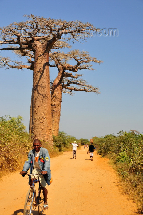 madagascar238: West coast road between Morondava and Alley of the Baobabs, Toliara Province, Madagascar: bicycle, dirt road and baobabs - Adansonia grandidieri - photo by M.Torres - (c) Travel-Images.com - Stock Photography agency - Image Bank