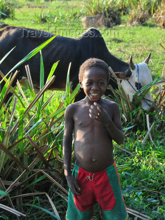 madagascar274: Bekopaka, Antsalova district, Melaky region, Mahajanga province, Madagascar: a boy and his zebu - photo by M.Torres - (c) Travel-Images.com - Stock Photography agency - Image Bank