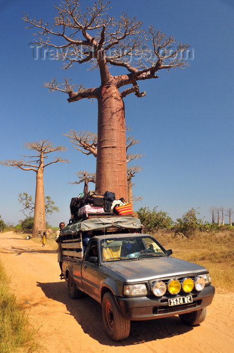 madagascar29: Alley of the Baobabs, north of Morondava, Menabe region, Toliara province, Madagascar: baobabs and fully loaded 4WD pick-up truck on the dirt road to Belon'i Tsiribihina -  Adansonia grandidieri - photo by M.Torres - (c) Travel-Images.com - Stock Photography agency - Image Bank