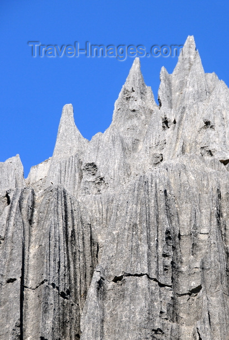 madagascar301: Tsingy de Bemaraha National Park, Mahajanga province, Madagascar: tree needles - karst limestone formation - UNESCO World Heritage Site - photo by M.Torres - (c) Travel-Images.com - Stock Photography agency - Image Bank