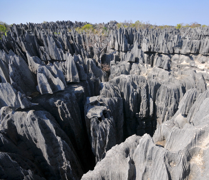 madagascar312: Tsingy de Bemaraha National Park, Mahajanga province, Madagascar: dense network of faults and crevices not for those with vertigo - karst topography - UNESCO World Heritage Site - photo by M.Torres - (c) Travel-Images.com - Stock Photography agency - Image Bank