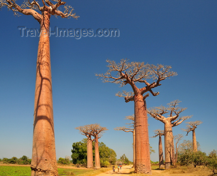madagascar32: Alley of the Baobabs, north of Morondava, Menabe region, Toliara province, Madagascar: a dozen baobab trees straddle the narrow sandy road, soaring 30 metres into the sky - Adansonia grandidieri - photo by M.Torres - (c) Travel-Images.com - Stock Photography agency - Image Bank