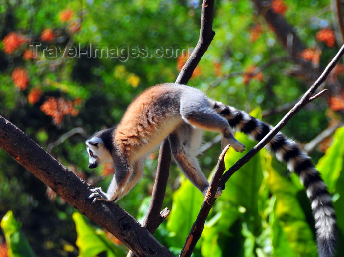 madagascar362: Antananarivo / Tananarive / Tana - Analamanga region, Madagascar: Parc botanique et Zoologique de Tsimbazaza - Lemur catta jumping - Ring-tailed Lemur - photo by M.Torres - (c) Travel-Images.com - Stock Photography agency - Image Bank