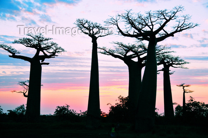 madagascar37: Alley of the Baobabs, north of Morondava, Menabe region, Toliara province, Madagascar: baobab silhouettes at sunset - bizarre trees that look as if growing upside-down - Adansonia grandidieri - photo by M.Torres - (c) Travel-Images.com - Stock Photography agency - Image Bank