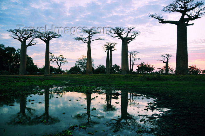 madagascar38: Alley of the Baobabs, north of Morondava, Menabe region, Toliara province, Madagascar: baobabs and pond at sunset - 30 m in height, baobab trees can be up to 800 years old -  Adansonia grandidieri - photo by M.Torres - (c) Travel-Images.com - Stock Photography agency - Image Bank