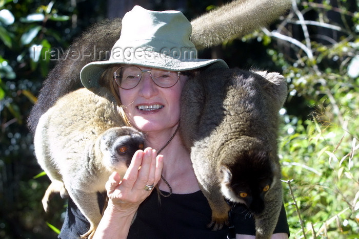 madagascar8: Perinet Reserve, near Andasibe, Toamasina Province, Madagascar: tourist enjoys an intimate moment with a pair of Brown Lemurs - Eulemur fulvus - Lemuridae family - photo by R.Eime - (c) Travel-Images.com - Stock Photography agency - Image Bank