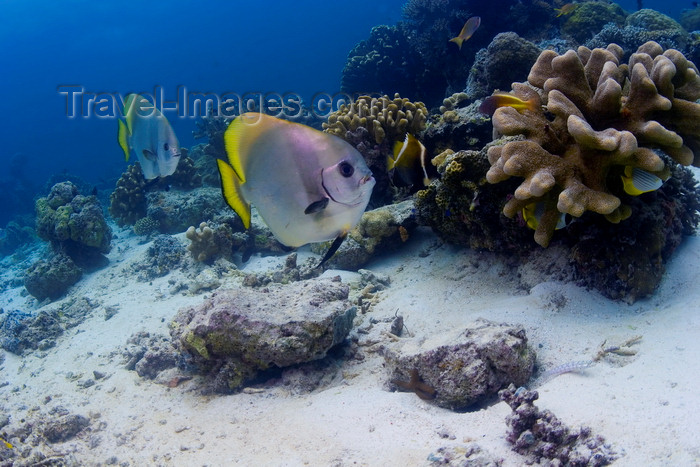 mal-u231: Sipadan Island, Sabah, Borneo, Malaysia: Circular Batfish swim along the coral reef - Platax Orbicularis - photo by S.Egeberg - (c) Travel-Images.com - Stock Photography agency - Image Bank