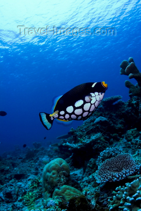 mal-u232: Sipadan Island, Sabah, Borneo, Malaysia: Clown Triggerfish on the coral reef - Balistoides conspicillum - photo by S.Egeberg - (c) Travel-Images.com - Stock Photography agency - Image Bank