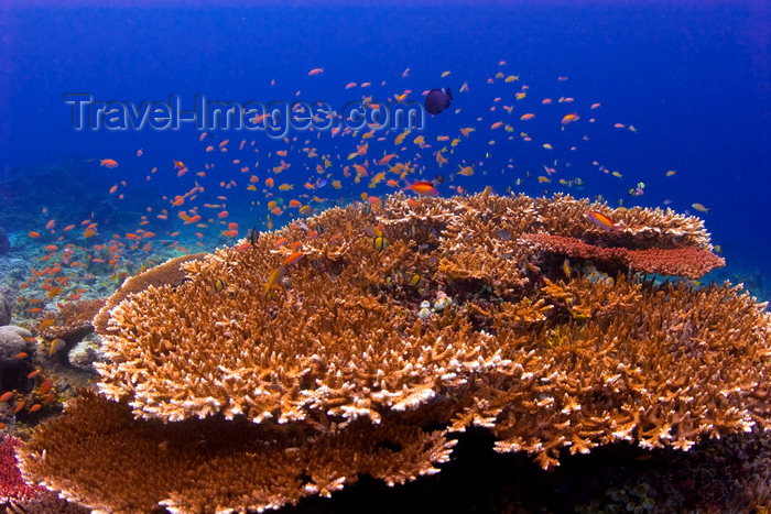 mal-u236: Sipadan Island, Sabah, Borneo, Malaysia: Fairy Basslets over table coral - Pseuanthias - photo by S.Egeberg - (c) Travel-Images.com - Stock Photography agency - Image Bank