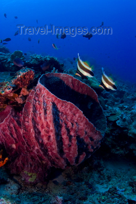 mal-u246: Sipadan Island, Sabah, Borneo, Malaysia: barrel sponge and fish - marine life of Pulau Sipadan - photo by S.Egeberg - (c) Travel-Images.com - Stock Photography agency - Image Bank
