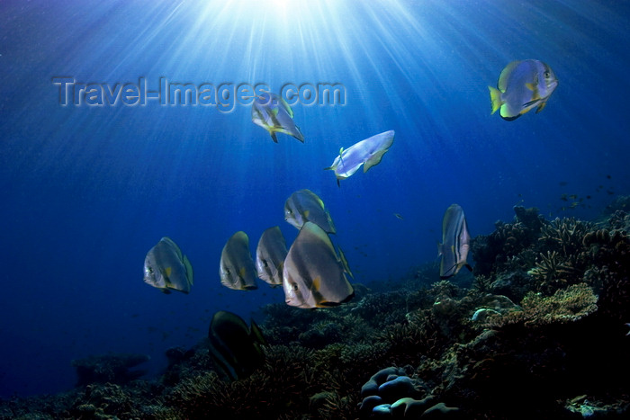 mal-u250: Sipadan Island, Sabah, Borneo, Malaysia: school of Circular Batfish under the sun - Platax orbicularis - photo by S.Egeberg - (c) Travel-Images.com - Stock Photography agency - Image Bank