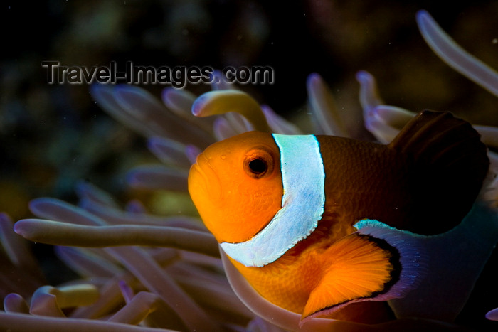 mal-u267: Mabul Island, Sabah, Borneo, Malaysia: face of Western Clownfish and its host sea anemone - Amphiprion ocellaris - photo by S.Egeberg - (c) Travel-Images.com - Stock Photography agency - Image Bank