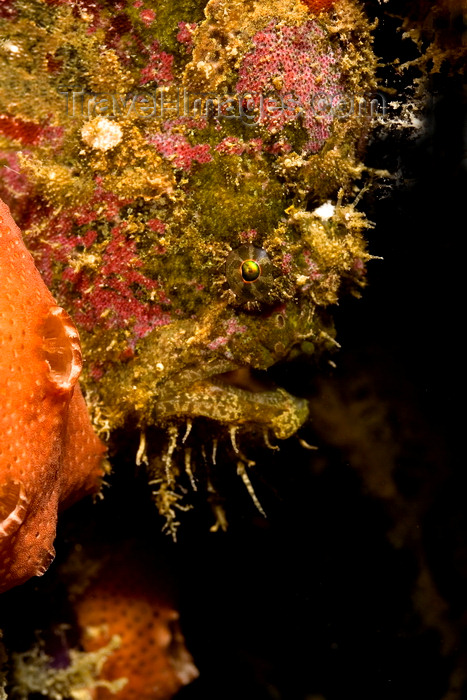 mal-u270: Mabul Island, Sabah, Borneo, Malaysia: Freckled Frogfish - Antennarius coccineus - photo by S.Egeberg - (c) Travel-Images.com - Stock Photography agency - Image Bank