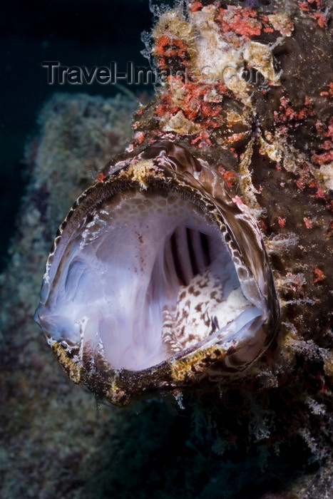 mal-u281: Mabul Island, Sabah, Borneo, Malaysia: Mouth of Giant Frogfish - Antennarius commerson - photo by S.Egeberg - (c) Travel-Images.com - Stock Photography agency - Image Bank