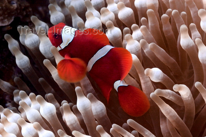 mal-u289: Mabul Island, Sabah, Borneo, Malaysia: Orange Clownfish in an anemone - Amphiphon Sandaracinos - photo by S.Egeberg - (c) Travel-Images.com - Stock Photography agency - Image Bank
