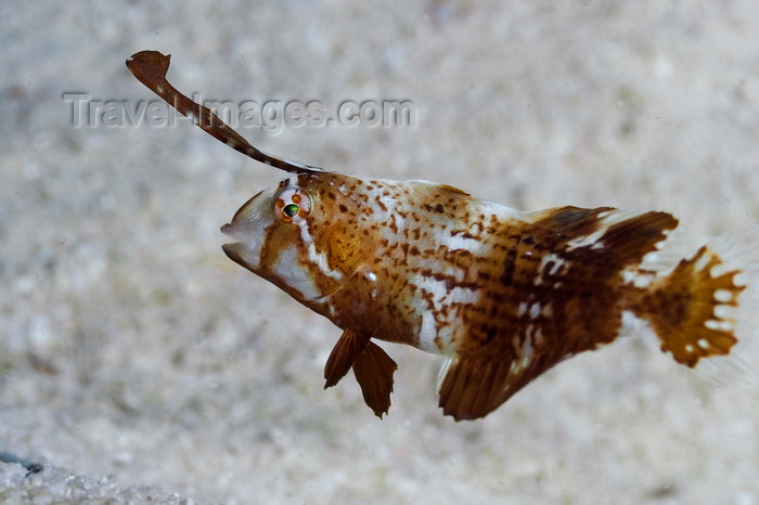 mal-u292: Mabul Island, Sabah, Borneo, Malaysia: Peacock Razorfish - Iniistius Pavo - photo by S.Egeberg - (c) Travel-Images.com - Stock Photography agency - Image Bank