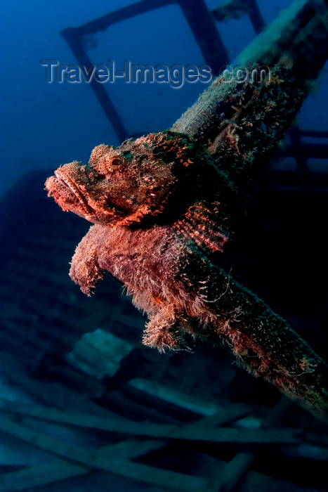 mal-u302: Mabul Island, Sabah, Borneo, Malaysia: Tasseled Scorpionfish sits on a wreck - Scorpaenopsis oxycephalus - photo by S.Egeberg - (c) Travel-Images.com - Stock Photography agency - Image Bank