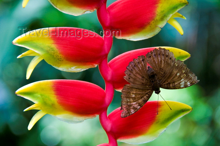 mal497: Kuala Lumpur, Malaysia: Butterfly Park - butterfly on a Heliconia pendula inflorescence - tropical flower - photo by J.Pemberton - (c) Travel-Images.com - Stock Photography agency - Image Bank