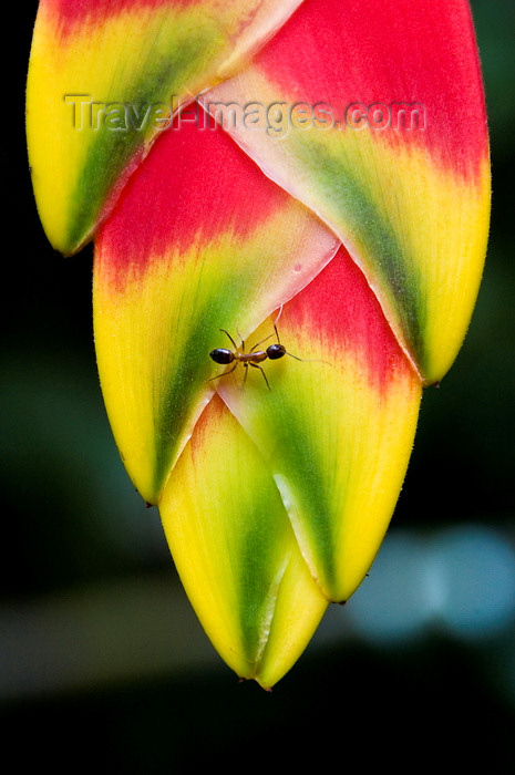 mal498: Kuala Lumpur, Malaysia: ant on Heliconia rostrata inflorescence - Lobster claw - tropical flower - photo by J.Pemberton - (c) Travel-Images.com - Stock Photography agency - Image Bank