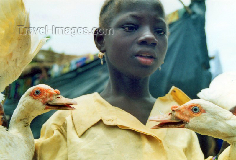 mali35: Djenné, Mopti Region, Mali: duck seller at the monday market - photo by N.Cabana - (c) Travel-Images.com - Stock Photography agency - Image Bank