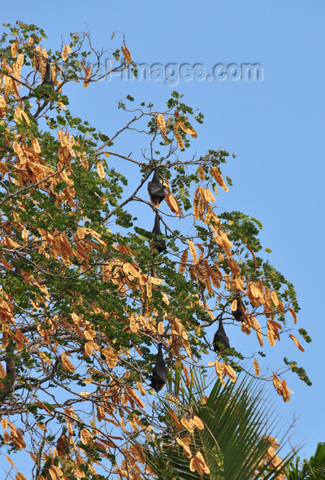 mayotte43: Pamandzi, Petite-Terre, Mayotte: large bats on a tree - chauves-souris - photo by M.Torres - (c) Travel-Images.com - Stock Photography agency - Image Bank