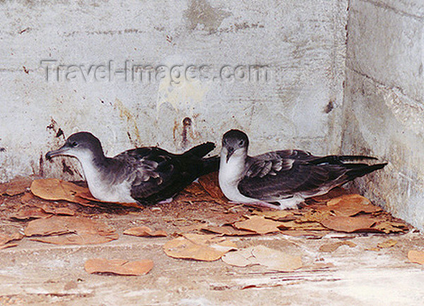 midway12: Midway Atoll - Sand island: Bonin Petrel pair Pterodroma hypoleuca - sea bird - photo by G.Frysinger - (c) Travel-Images.com - Stock Photography agency - Image Bank