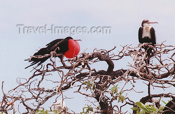 midway14: Midway Atoll - Sand island: Great Frigatebird - Fregata minor - birds - fauna - wildlife  - photo by G.Frysinger - (c) Travel-Images.com - Stock Photography agency - Image Bank