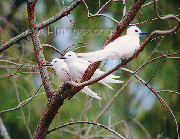 midway15: Midway Atoll - Sand island: White (Fairy) tern - birds - fauna - wildlife - photo by G.Frysinger - (c) Travel-Images.com - Stock Photography agency - Image Bank