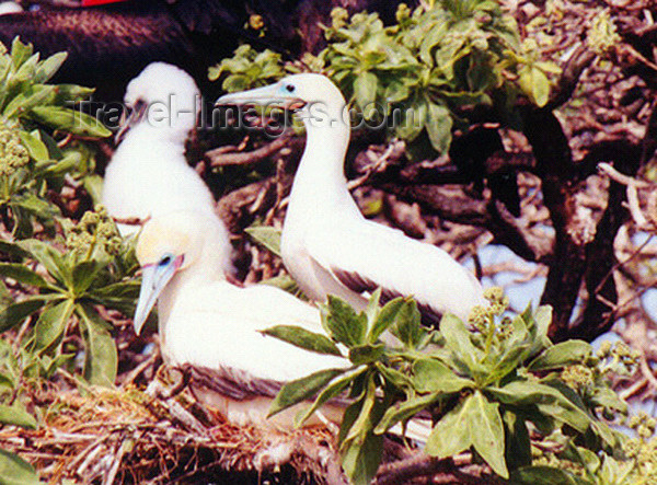 midway16: Midway Atoll - Sand island: birds: Red footed booby  - Sula sula - birds - fauna - wildlife - photo by G.Frysinger - (c) Travel-Images.com - Stock Photography agency - Image Bank