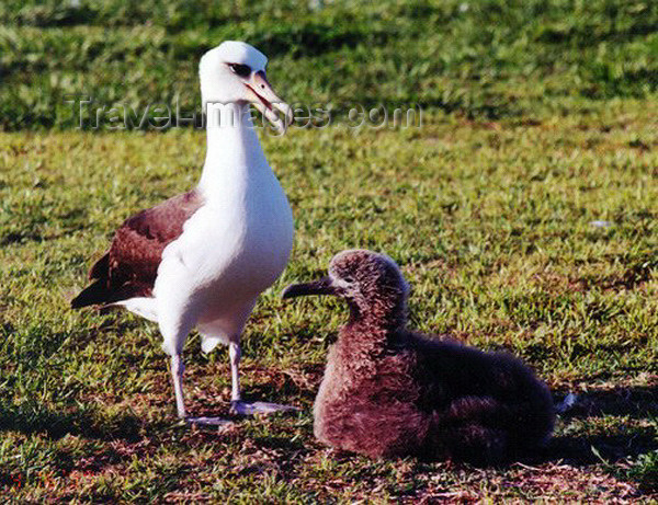 midway2: Midway Atoll: Laysan albatross (white gooney) at the National Wildlife Refuge - Phoebastria immutabilis - birds - fauna - wildlife - photo by G.Frysinger - (c) Travel-Images.com - Stock Photography agency - Image Bank