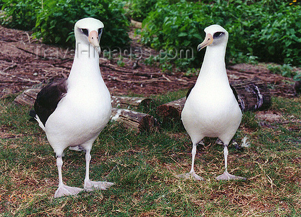 midway5: Midway Atoll - Sand island: birds - pair of Laysan albatrosses - photo by G.Frysinger - (c) Travel-Images.com - Stock Photography agency - Image Bank